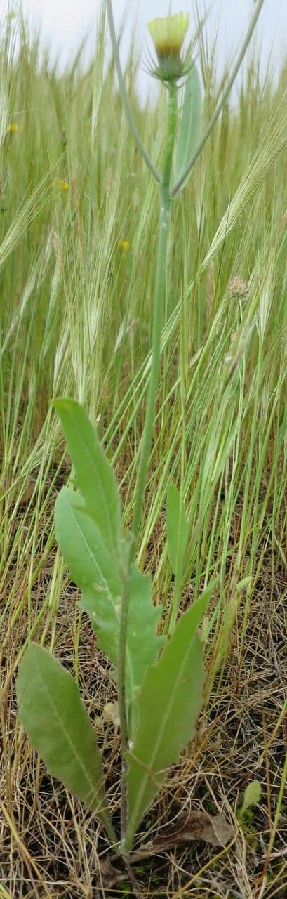 Tolpis barbata 14