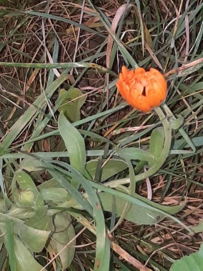 Atlantischer Mohn 4