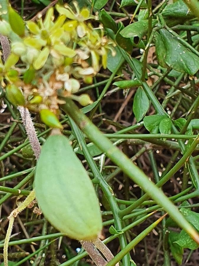 Dattier du désert 2