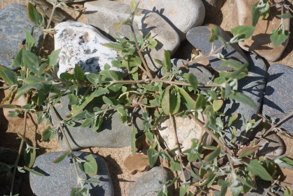 Atriplex glabriuscula 11