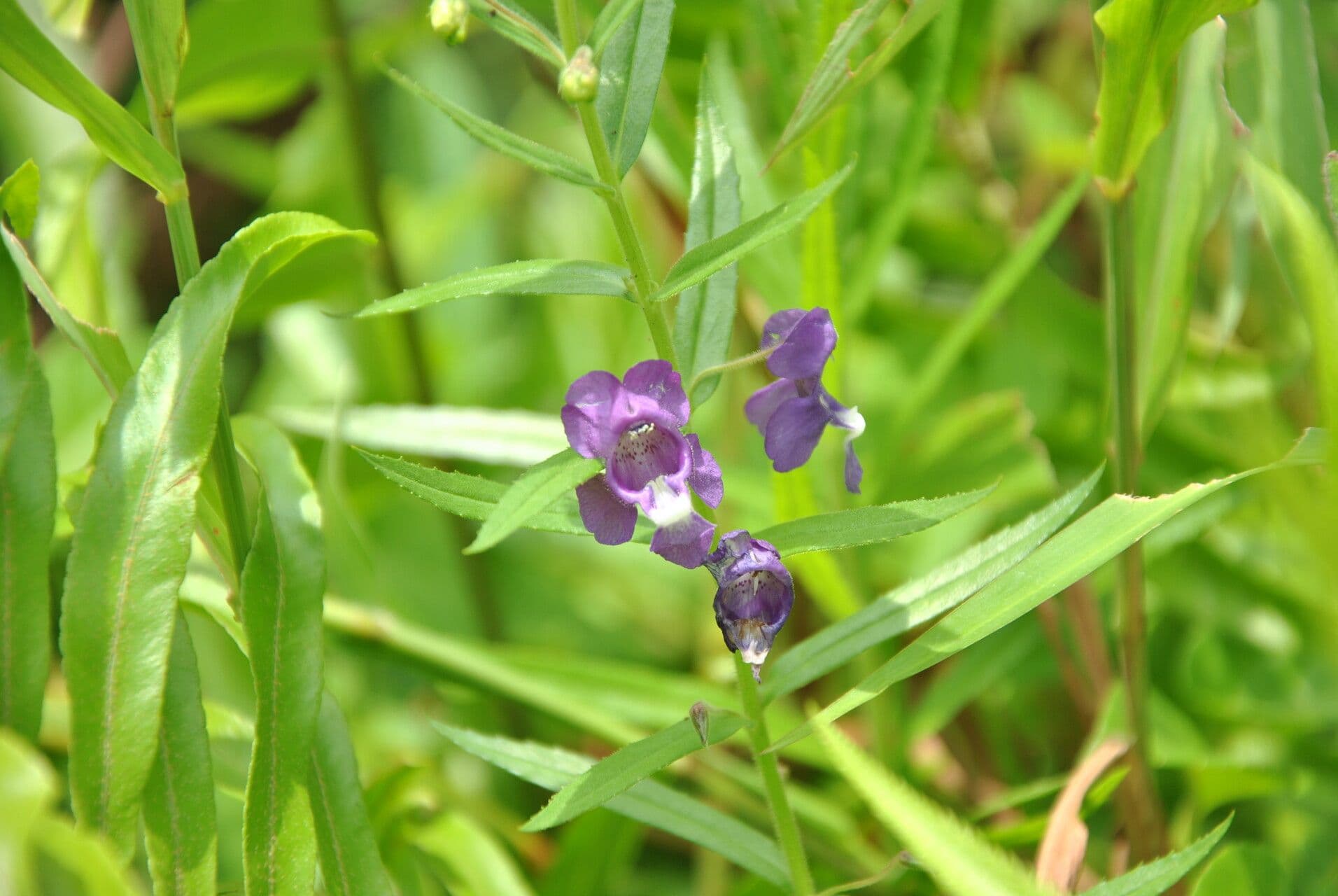 Angelonia 17
