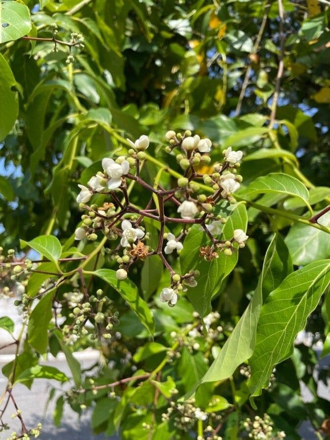 Nectandra 6