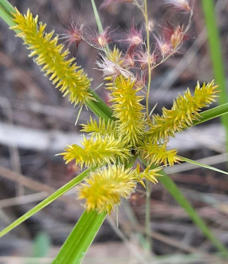Zigolo ligulato 6