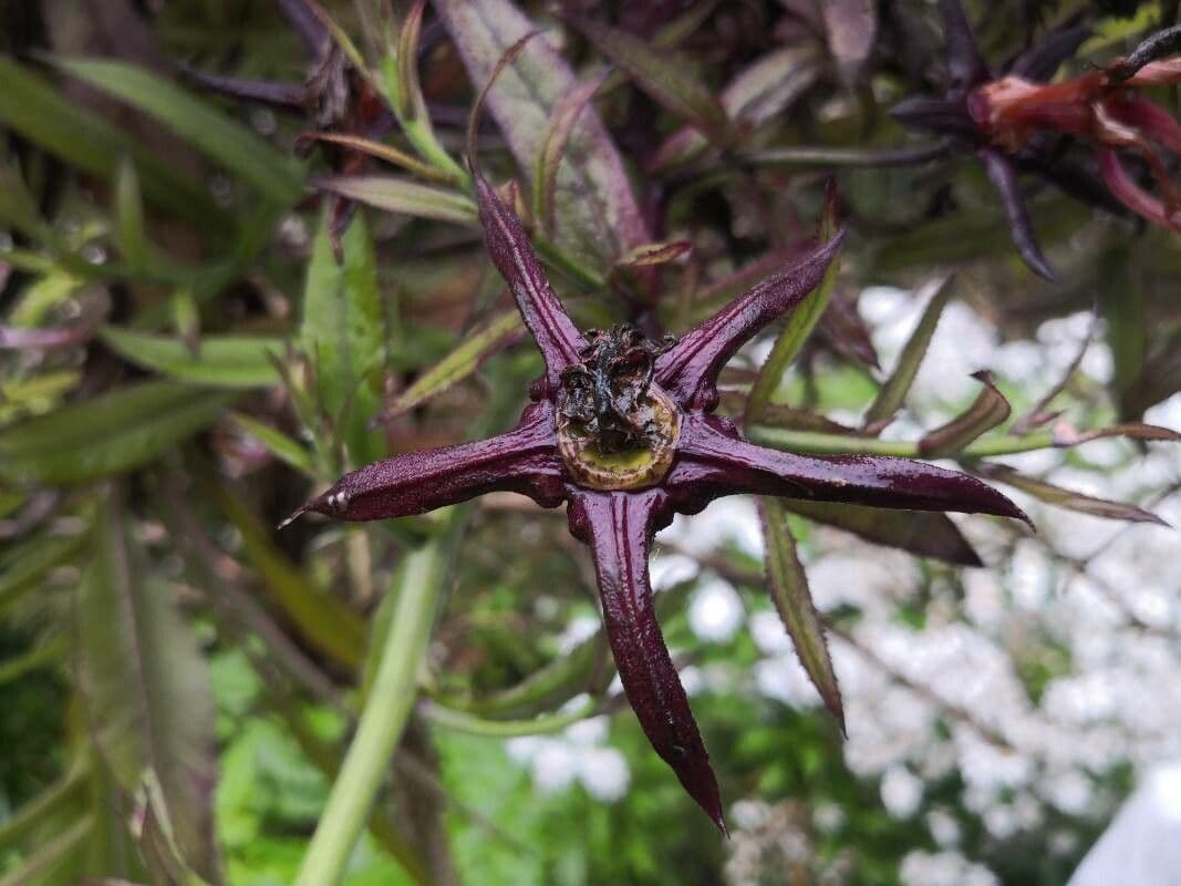 Lobelia