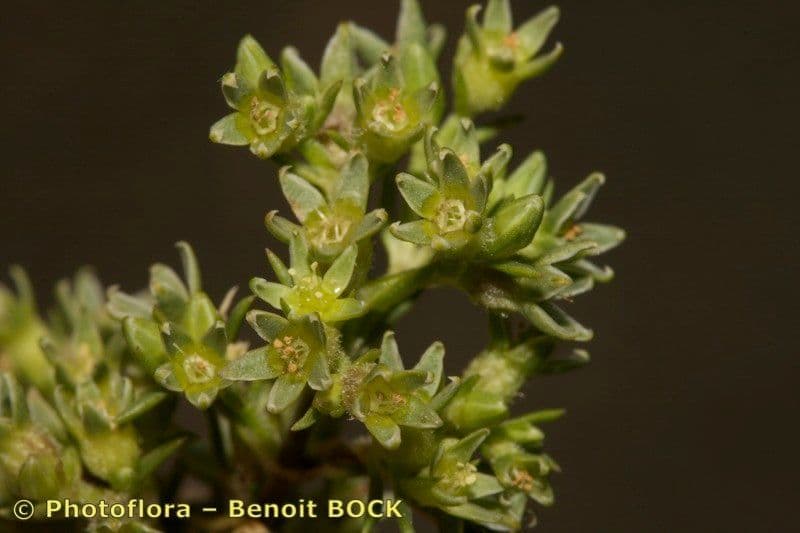 Scleranthus 18