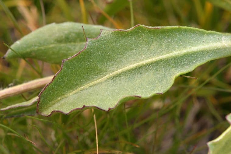 Senecio 7