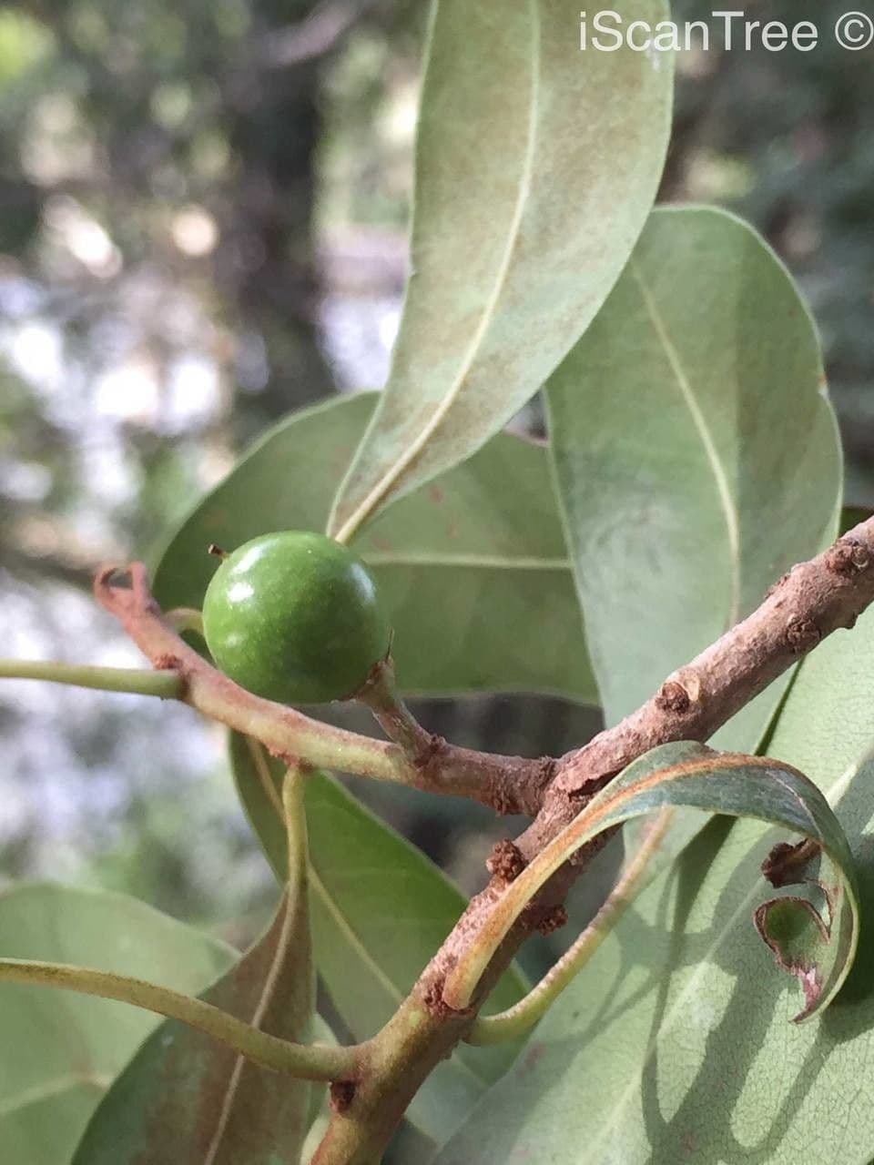 Manilkara 4
