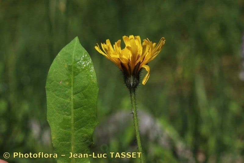 Willemetia stipitata 22