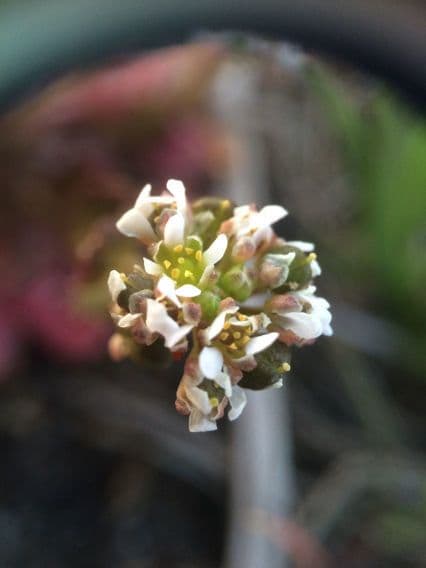 Cochlearia groenlandica 4