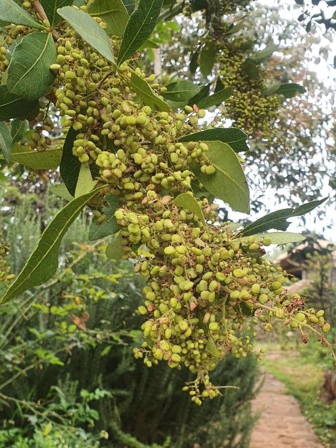 Searsia natalensis 3