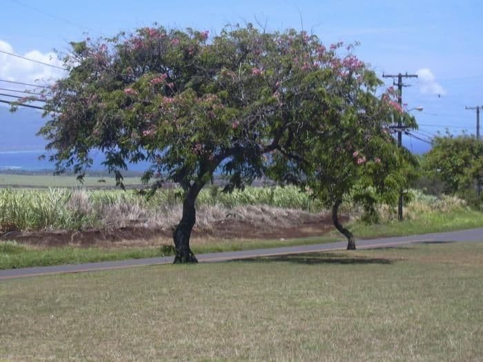 Cassia de Java 11