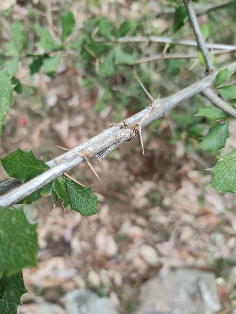 Berberis de Darwin 24