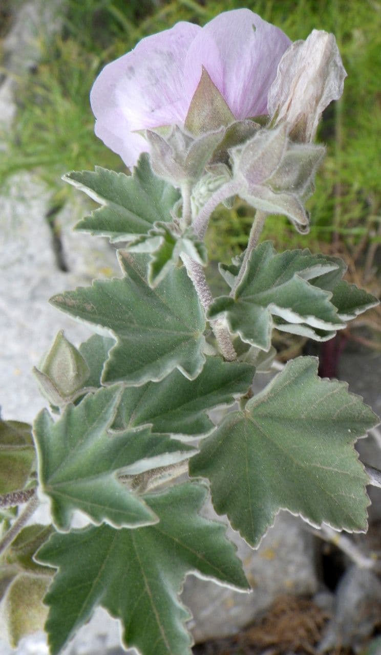 Malva subovata 16