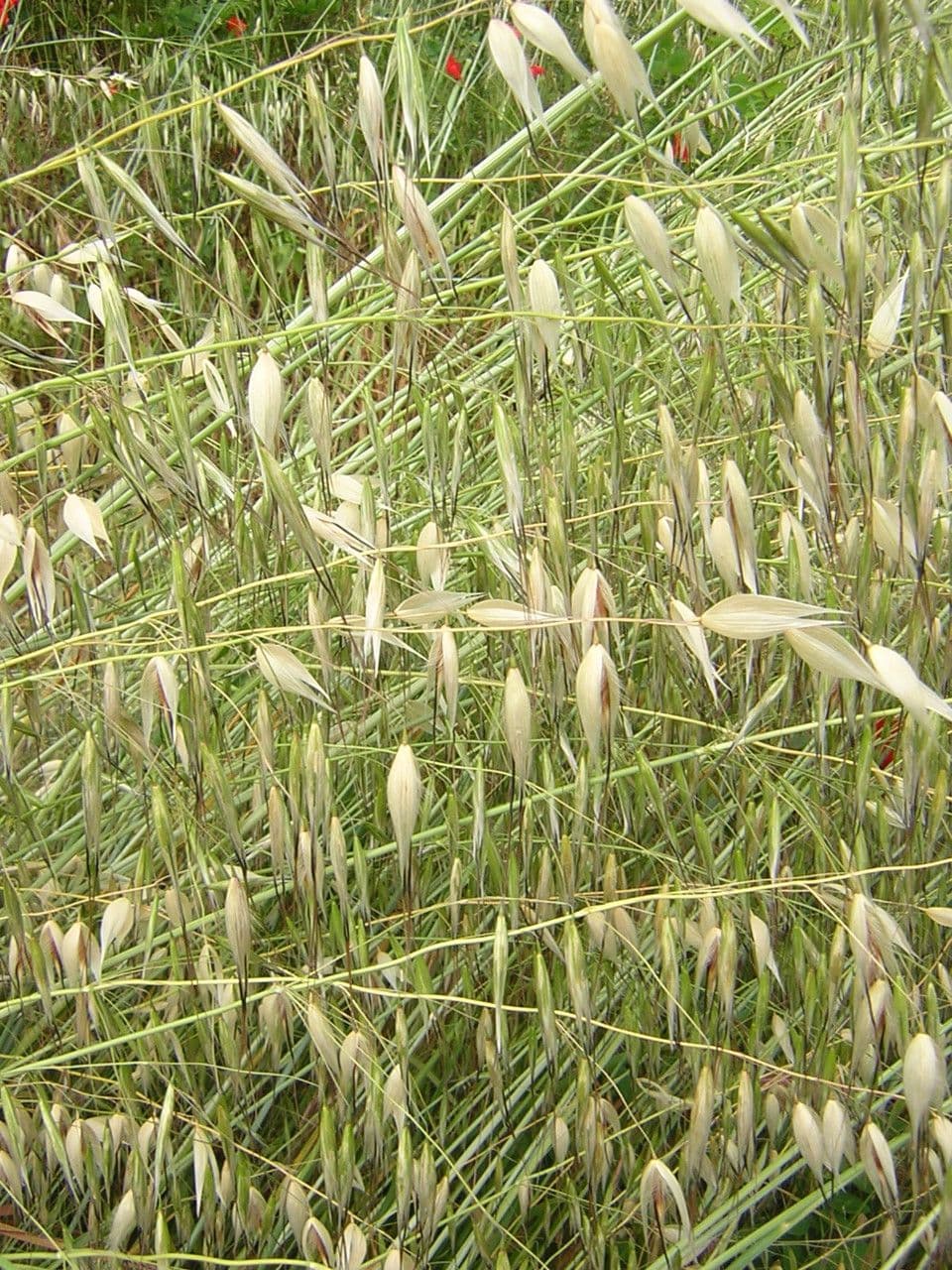 Avena maggiore 26