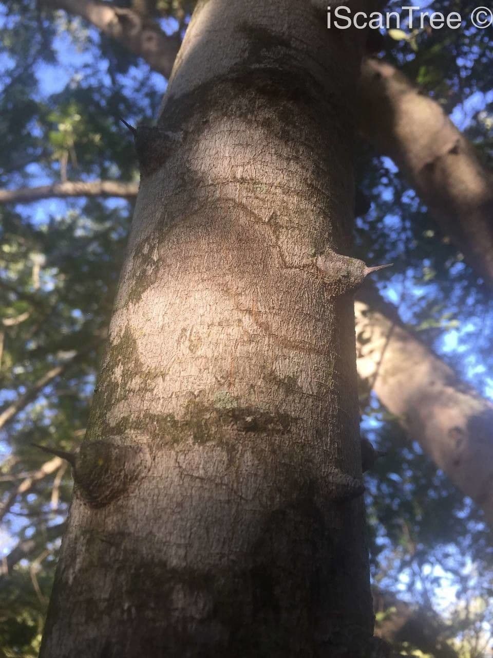 Zanthoxylum 17