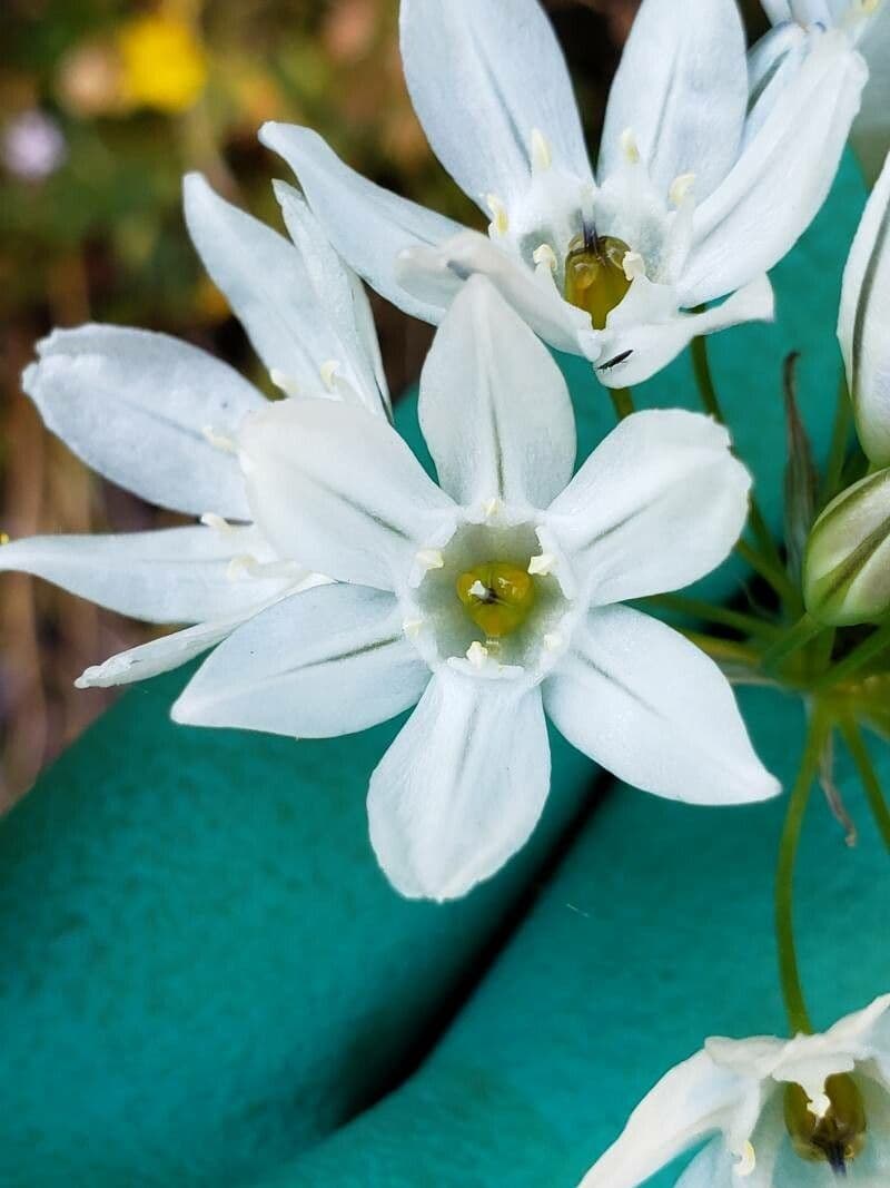 Triteleia giacinto 4