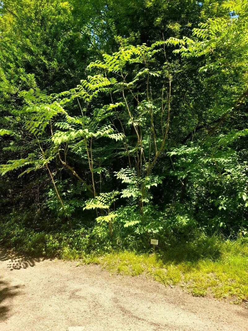 Aralia cinese 8
