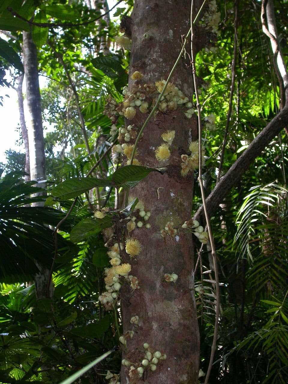 Syzygium 3