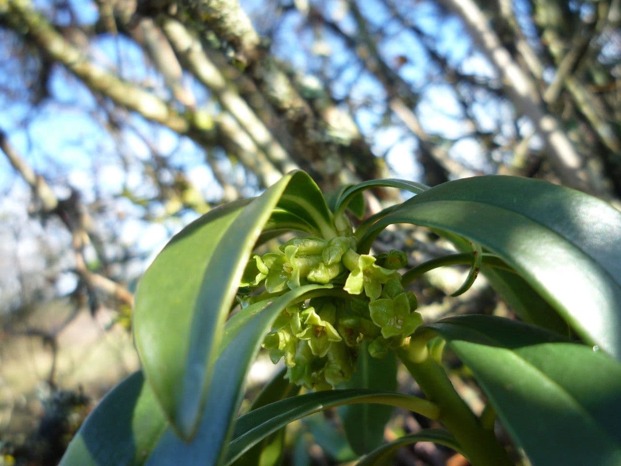 Olivella 26