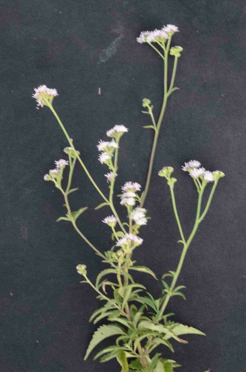 Ageratum 5