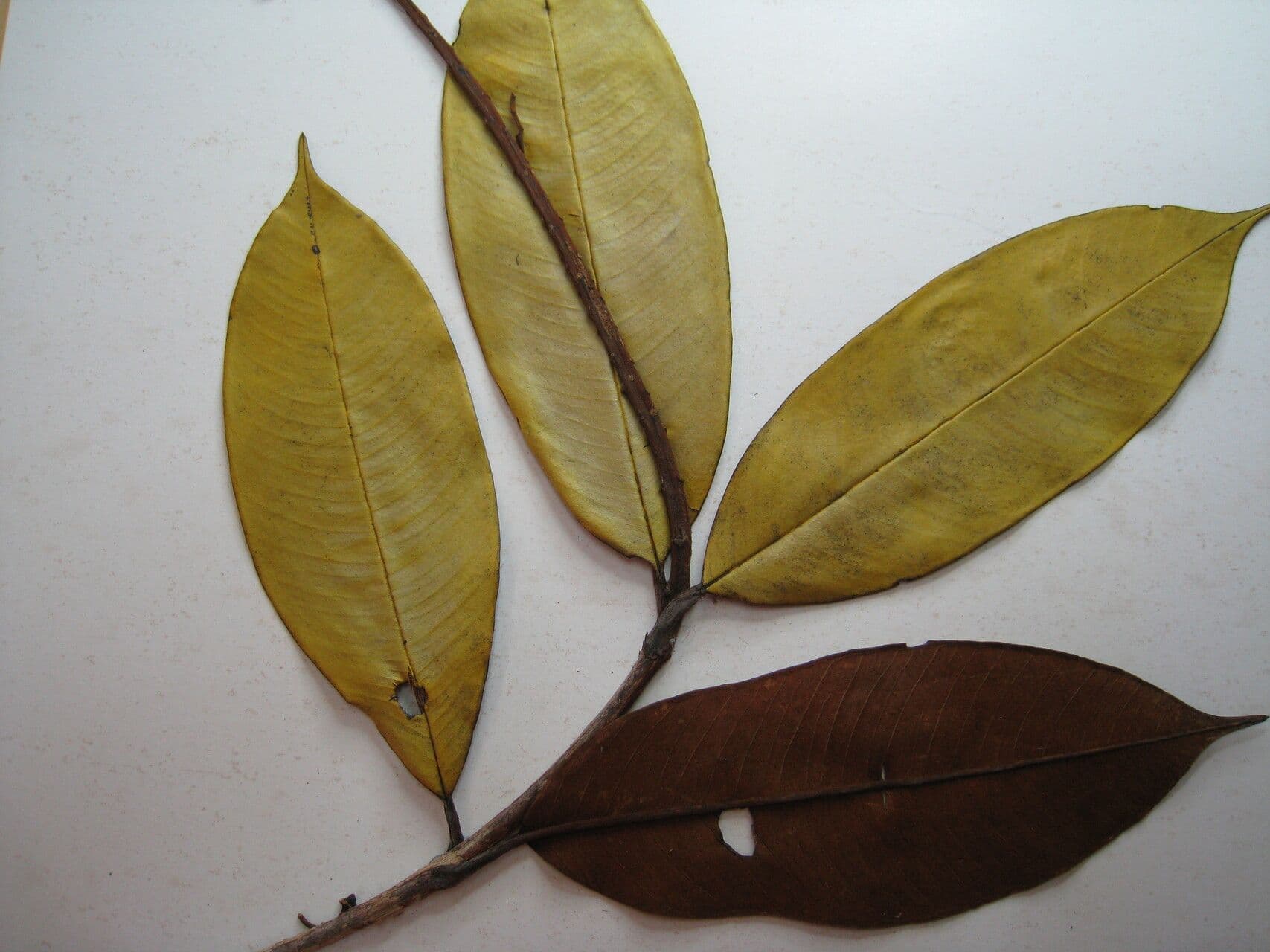Vochysia