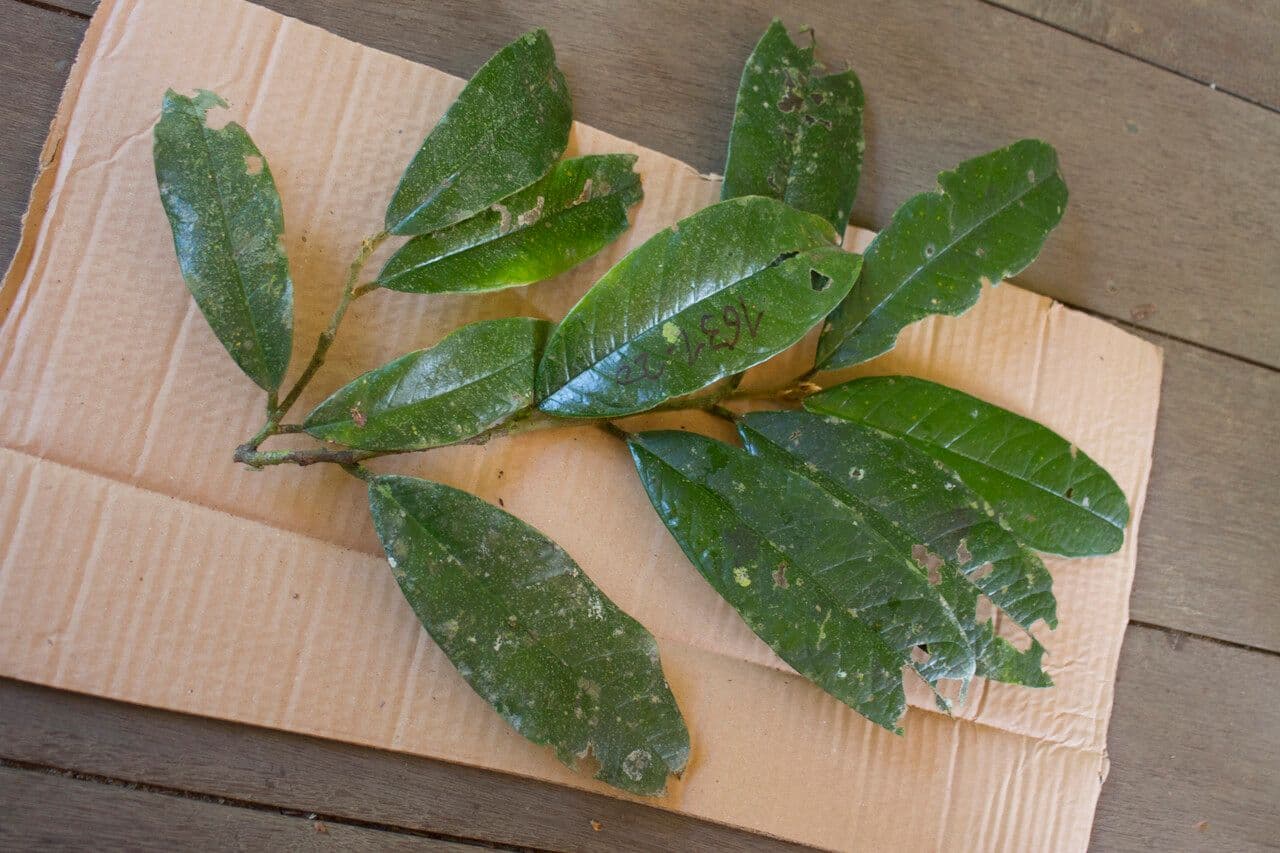Tapura