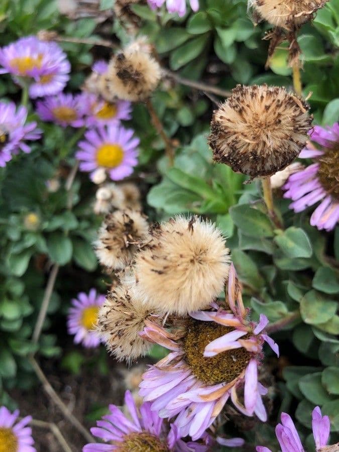 Fleabane glaucus 2