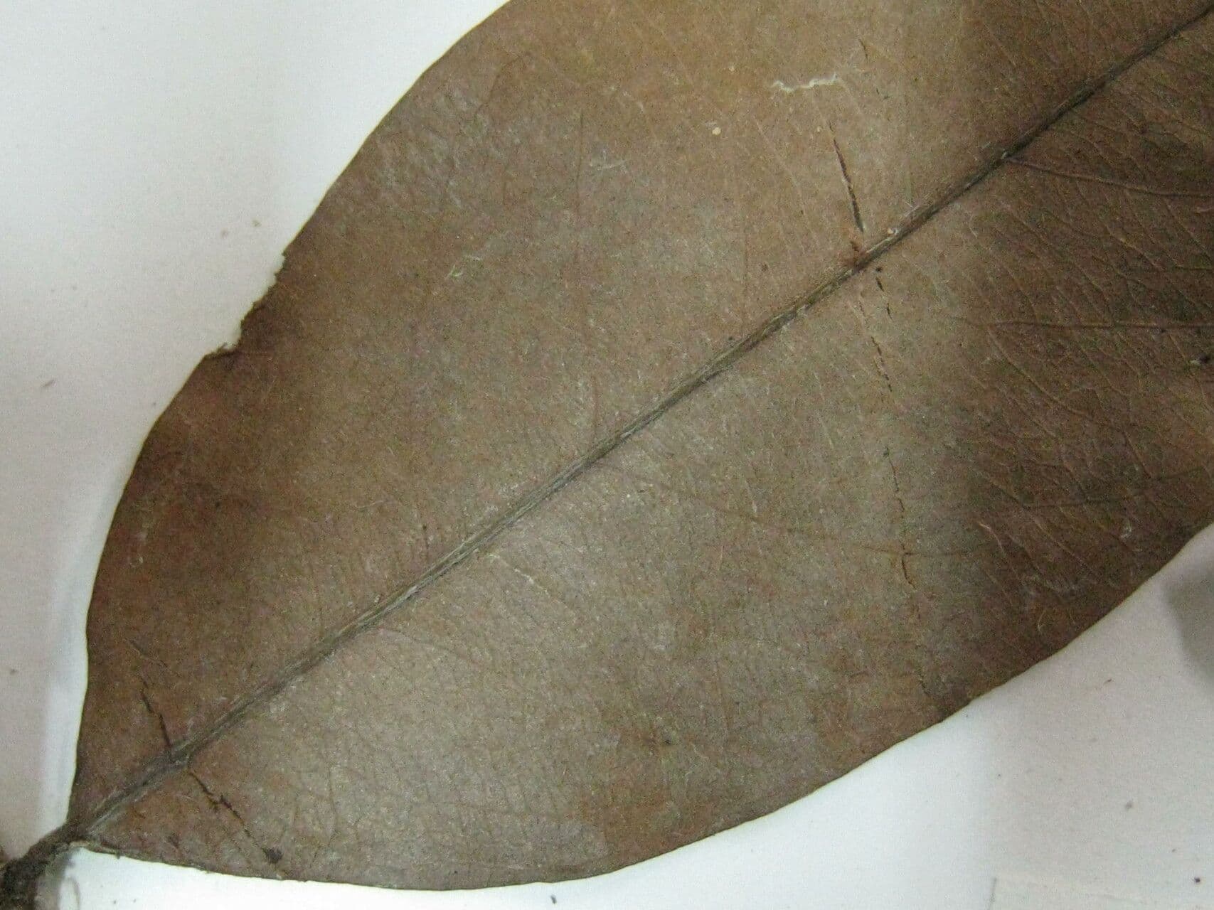 Exellodendron 5