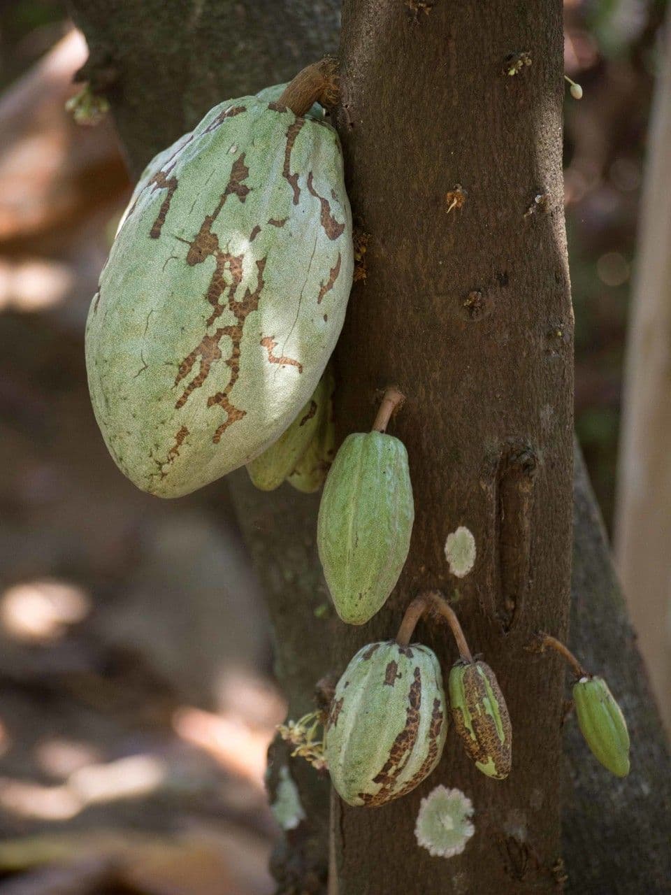 Cacao 5