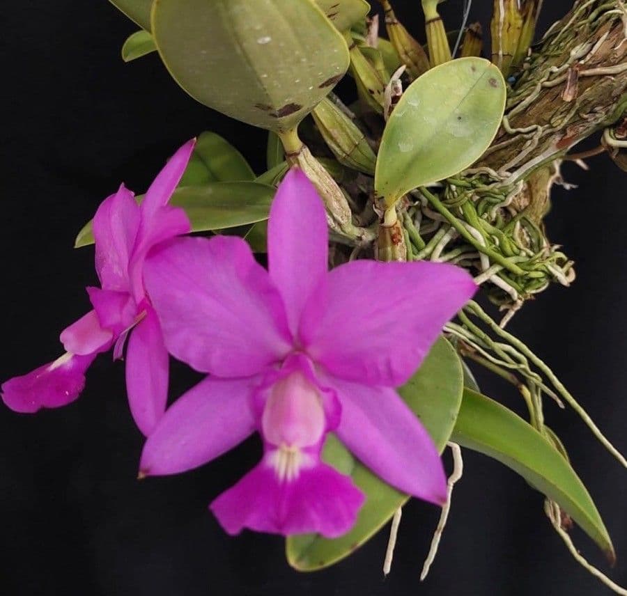 Cattleya di Walker 10