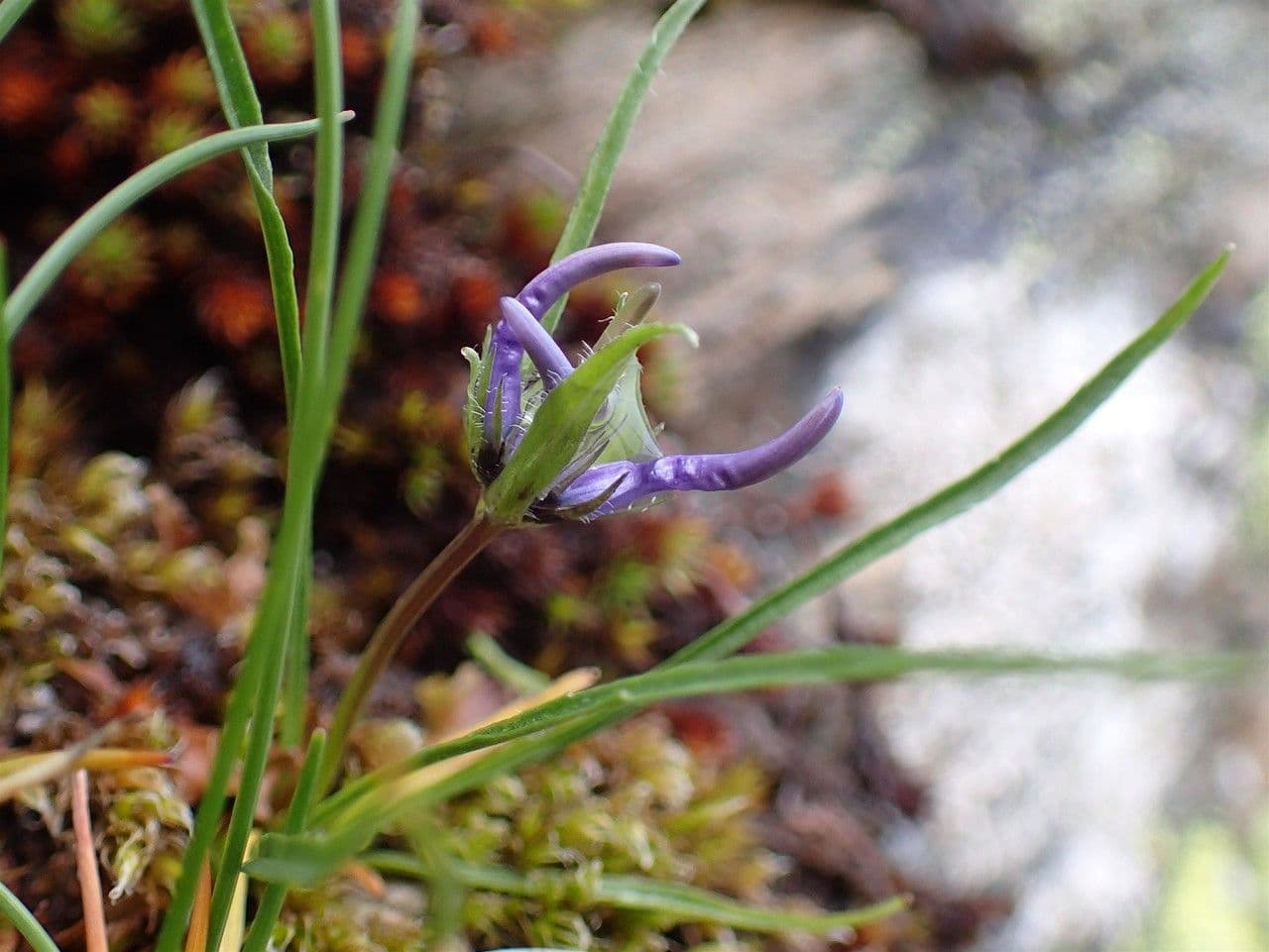 Raponzolo emisferico