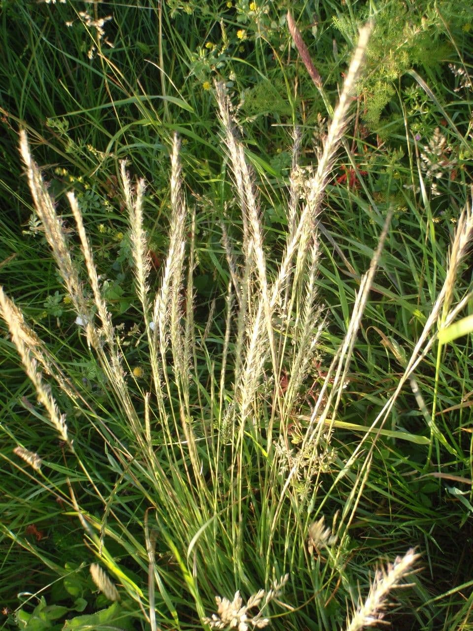 Grannenhafer 9