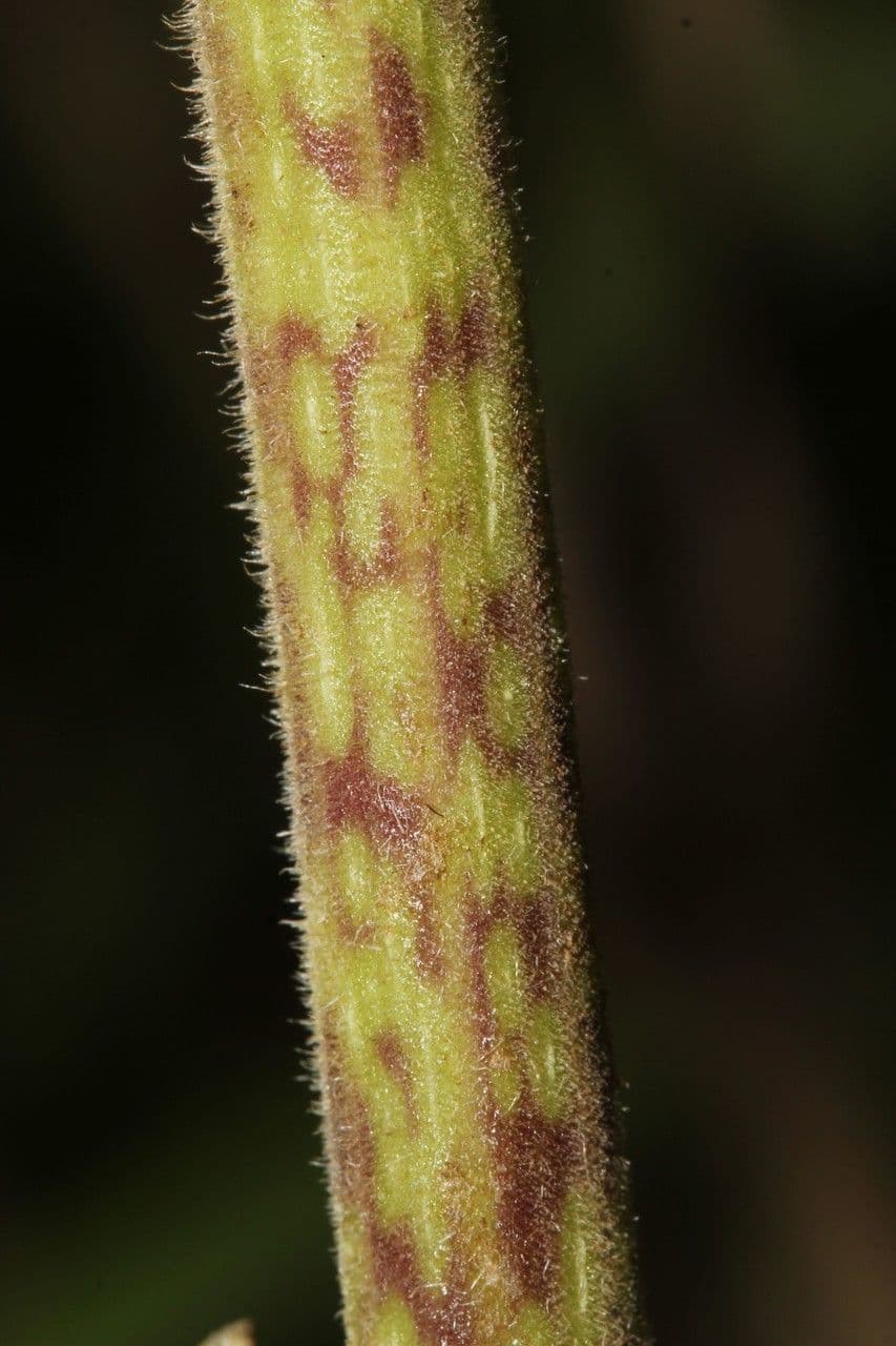 Clibadium 22
