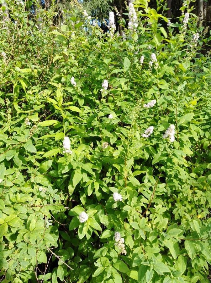 Spirea bianca 13