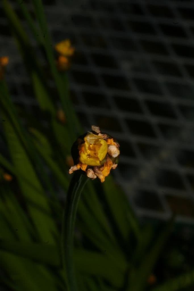Xyris tennesseensis 13