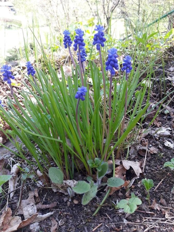 Muscari azzurro 21