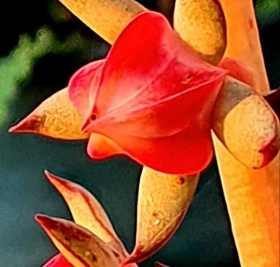 Echeveria 3