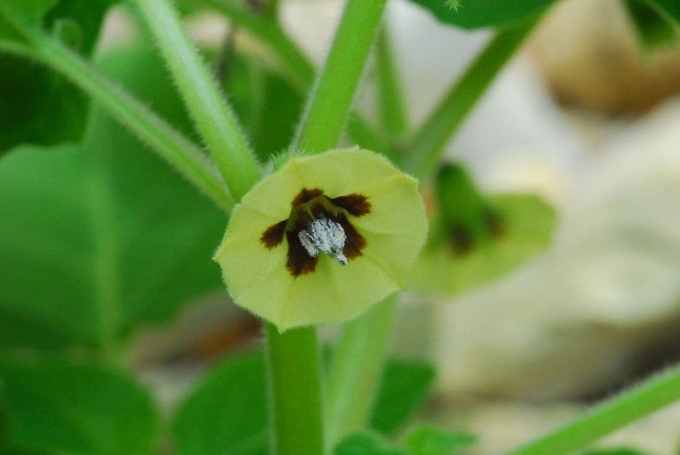 Physalis pubescent 10