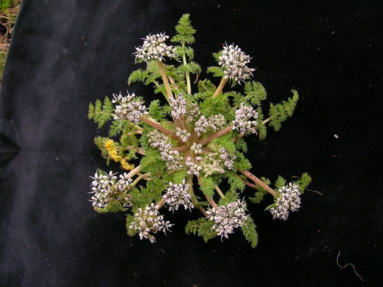 Cortia 4