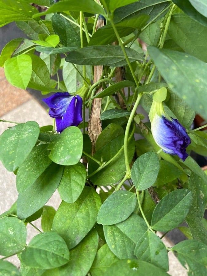 Clitoria ternatea 8