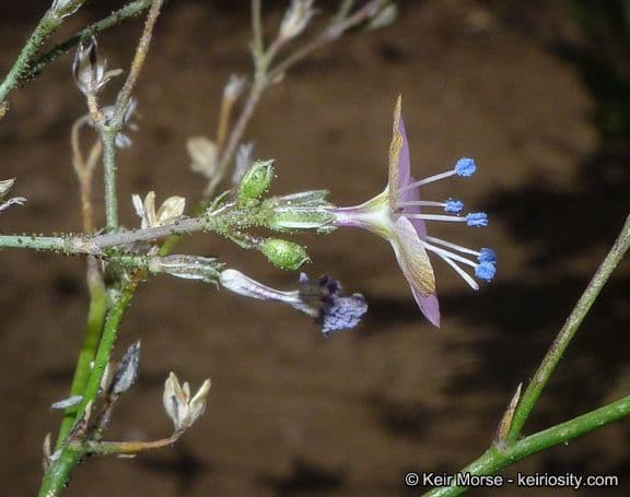 Saltugilia 3