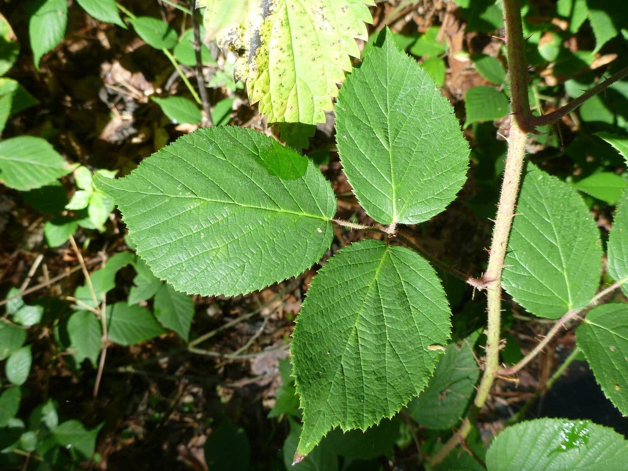 Rovo 8