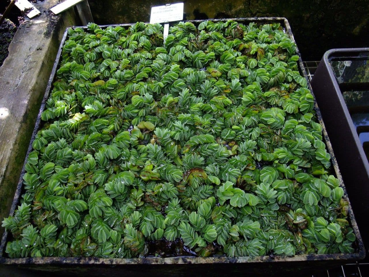 Salvinia ucholistá 4