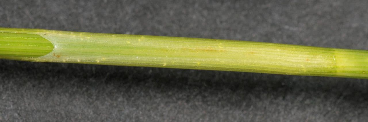 Carice rostrata 22