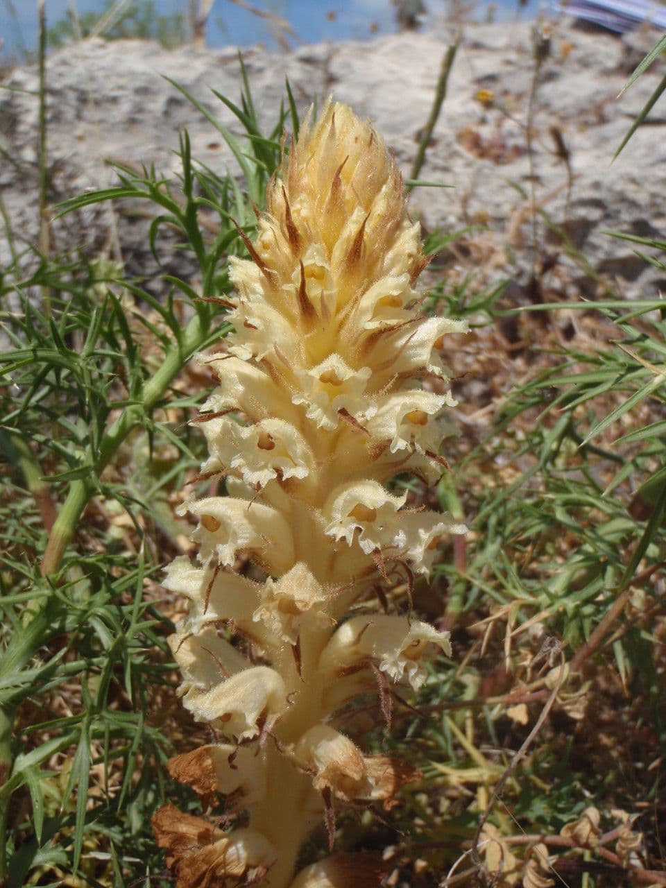 Orobanche pubescente 8