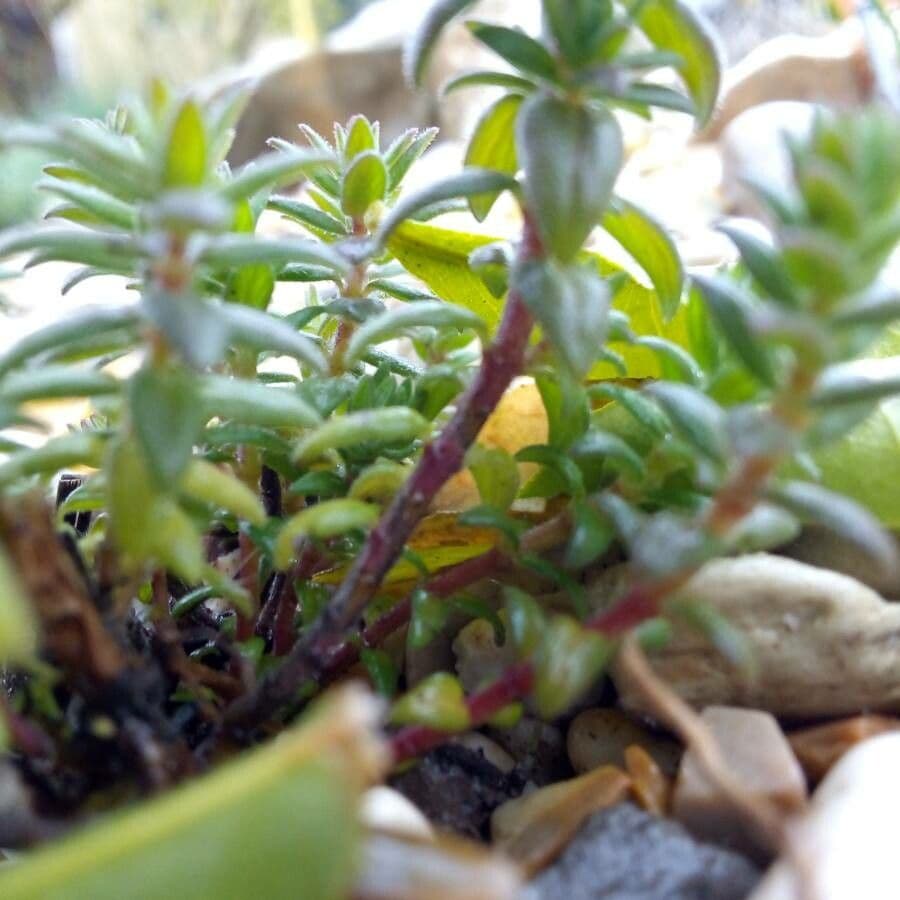 Valantia muralis 24