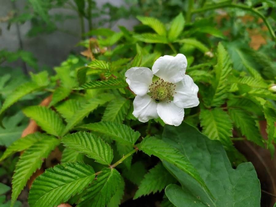 Rubus illecebrosus 6