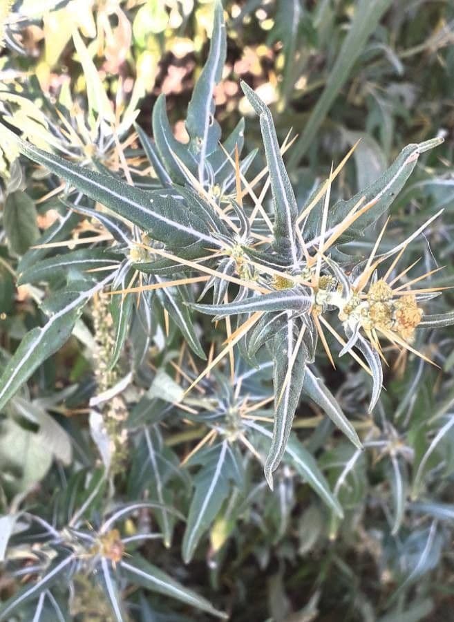 Lappola spinosa 6
