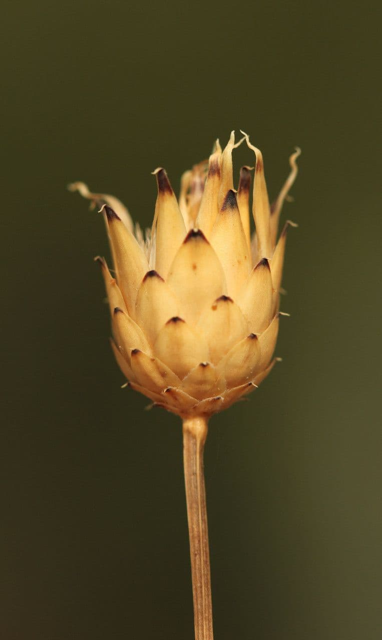 Mantisalca 3