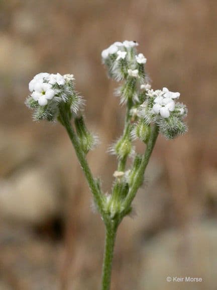 Cryptantha wiotka